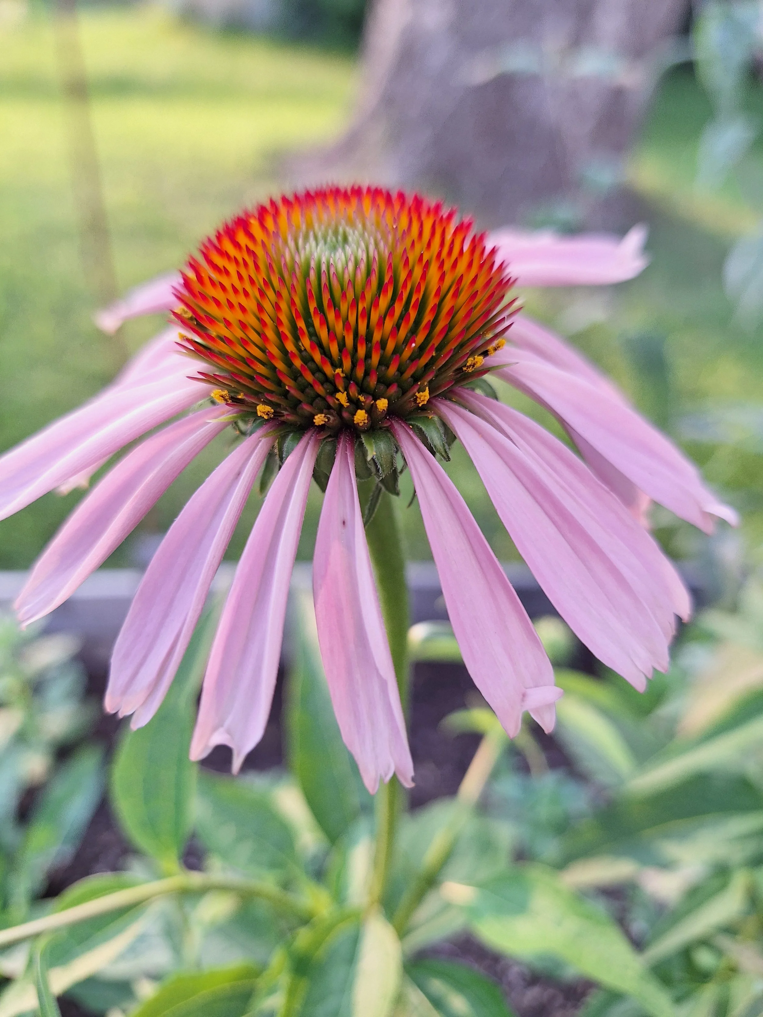 Close up image of Purple Coneflower (Echinacea purpurea)
