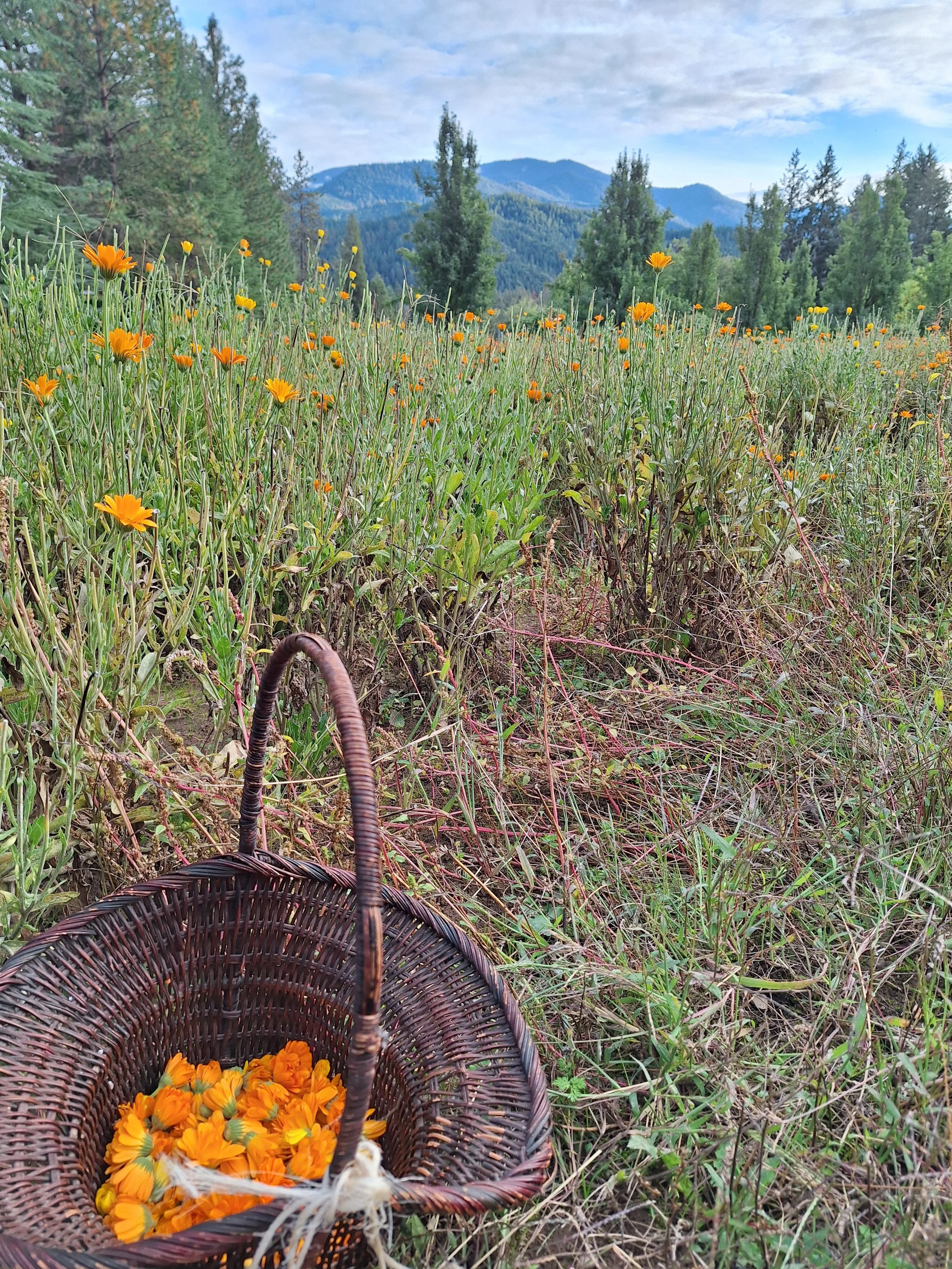 A wicker basket filled with bright orange flowers set on the ground in a meadow with green grass, wild plants, and trees. In the background, there are tall trees and mountains under a partly cloudy sky.