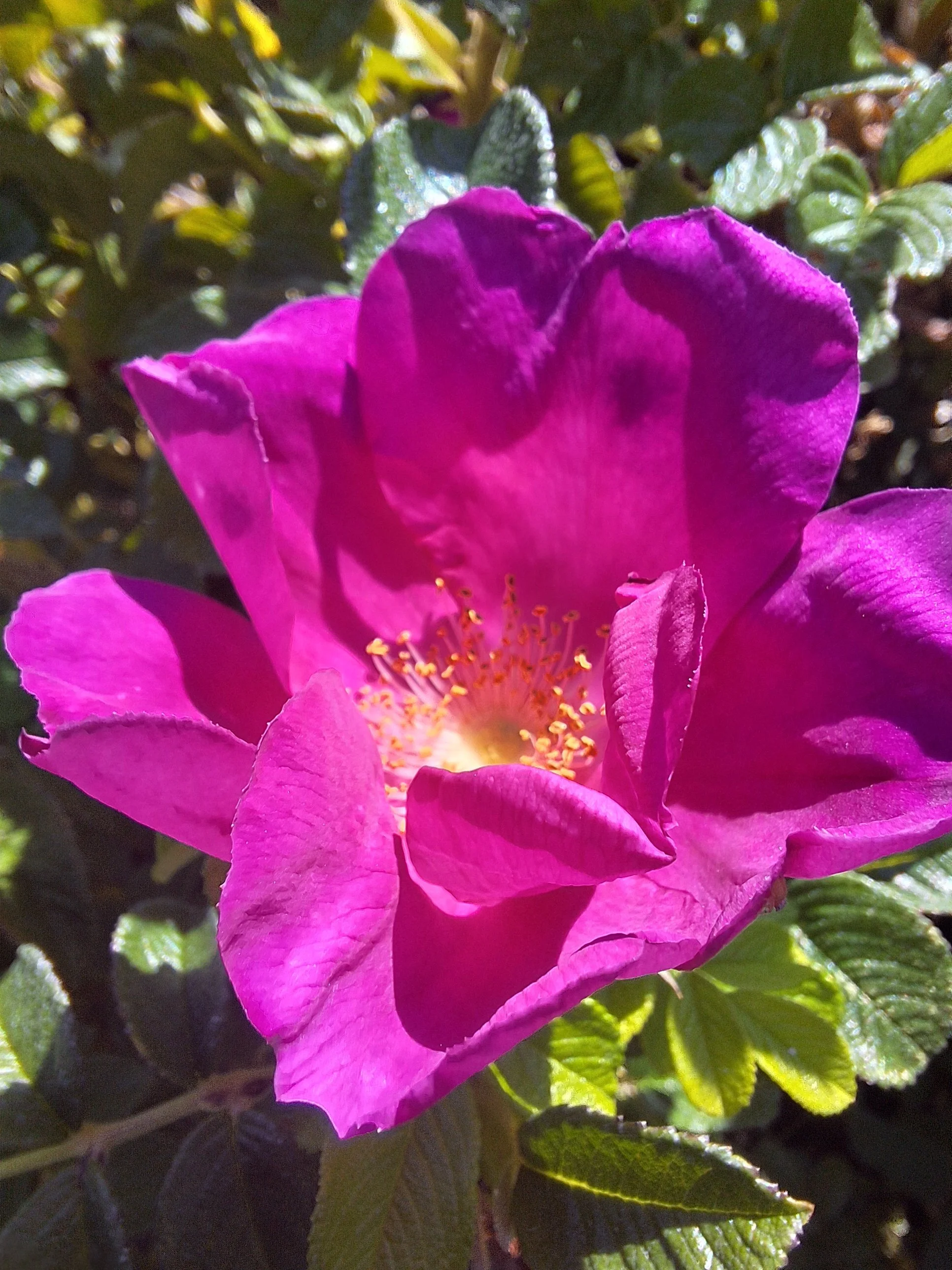 Closeup image of a rose