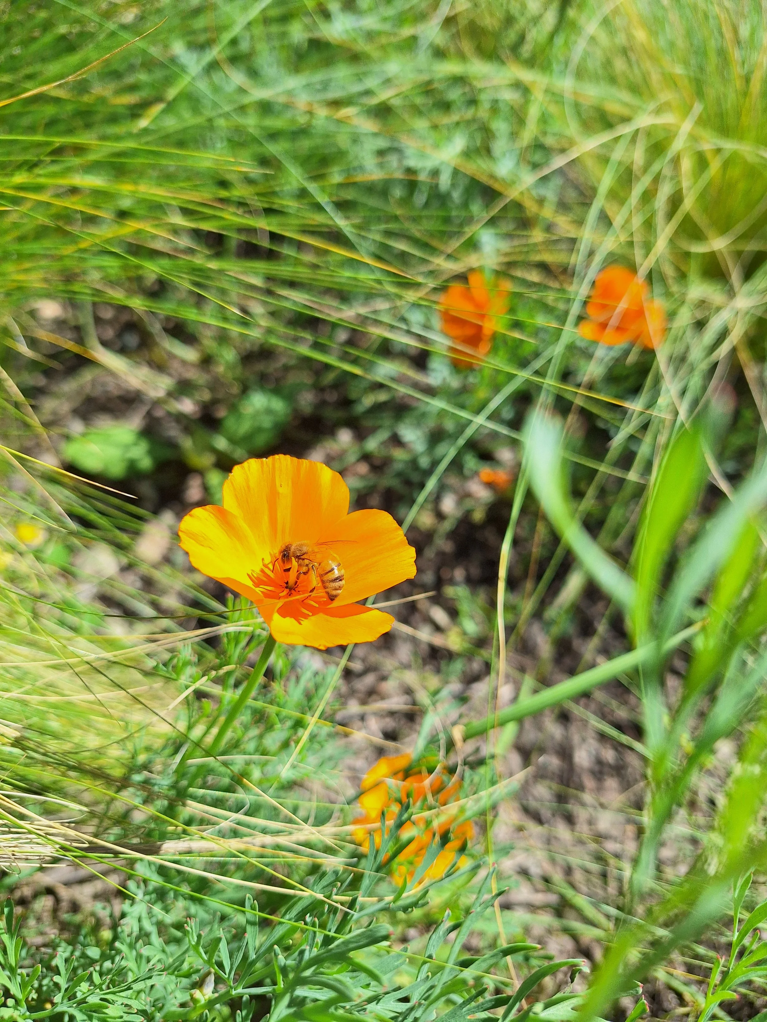California Poppy (Eschscholzia californica) flowers and some grass
