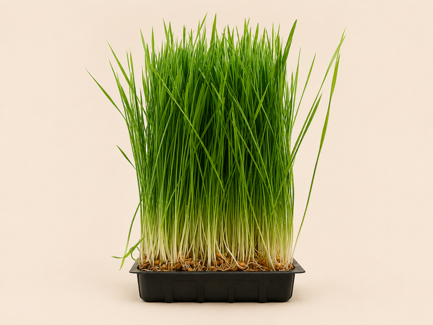 Wheatgrass.png