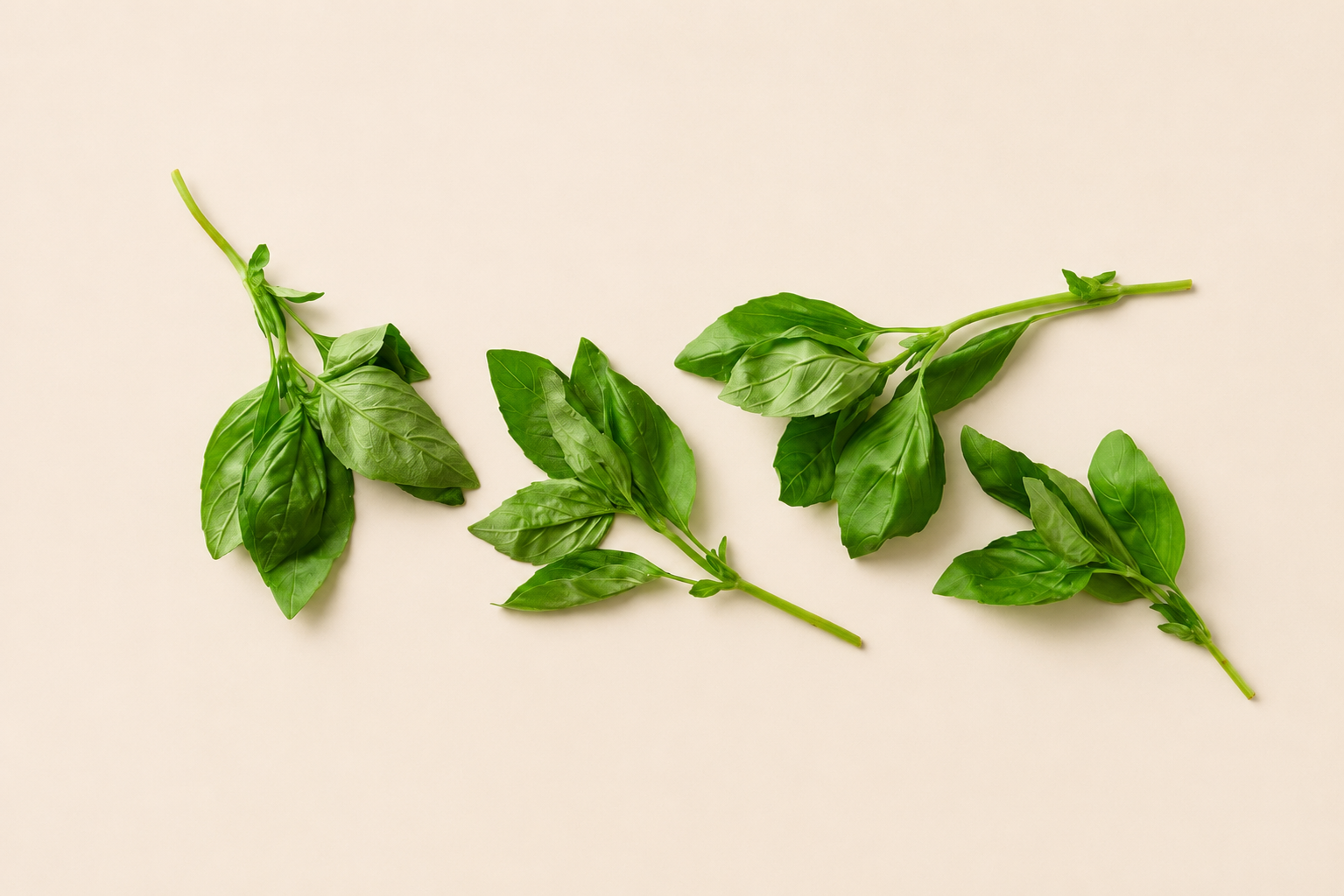 Basil