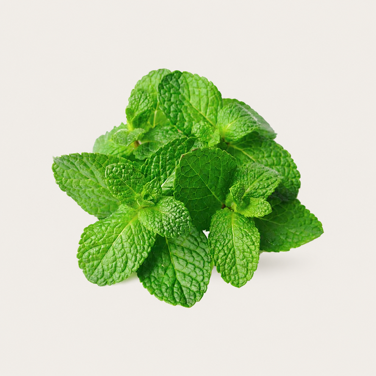Mint