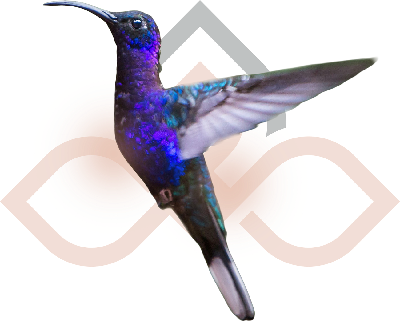 A close-up image of a colorful hummingbird with iridescent blue and purple feathers, hovering with its wings spread wide.