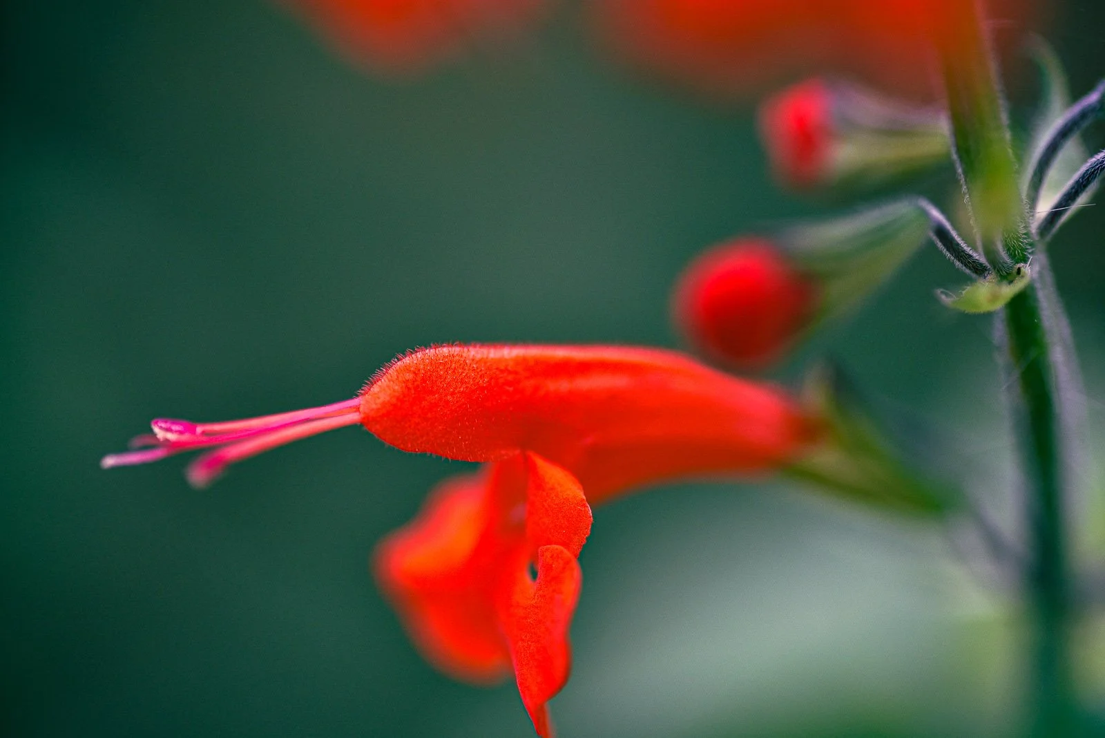 Macro photo of Red Wildflower 