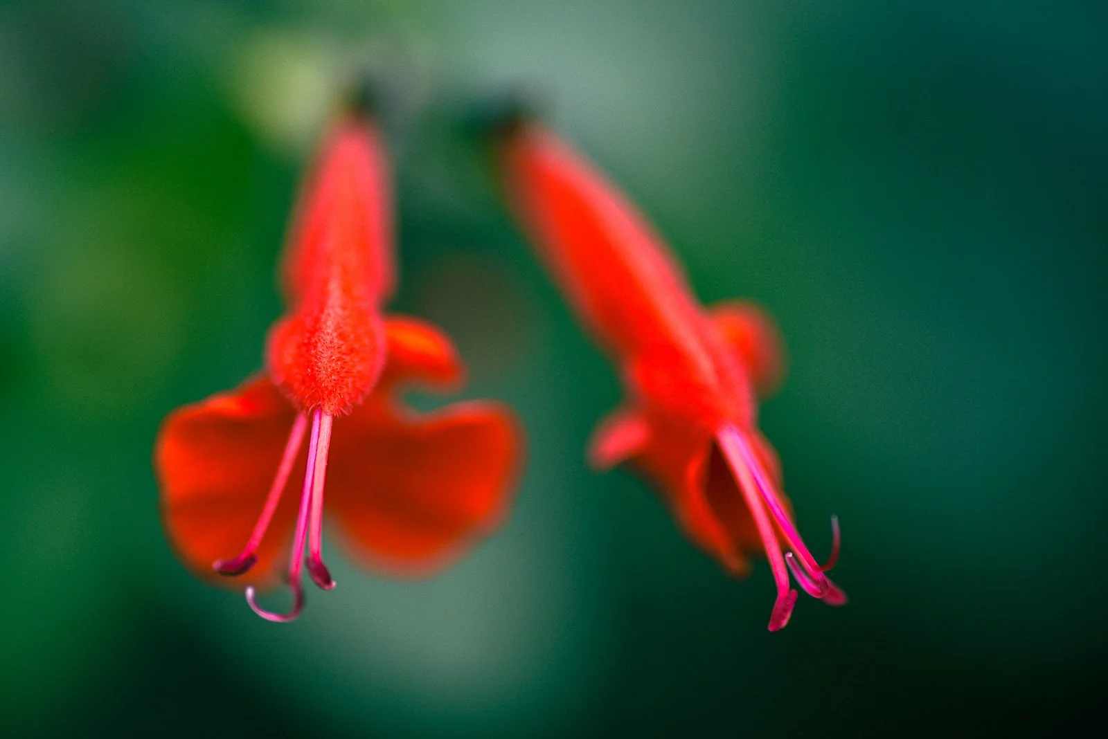 Close-up of two red and orange flowers with pink stamens against a blurred green background.