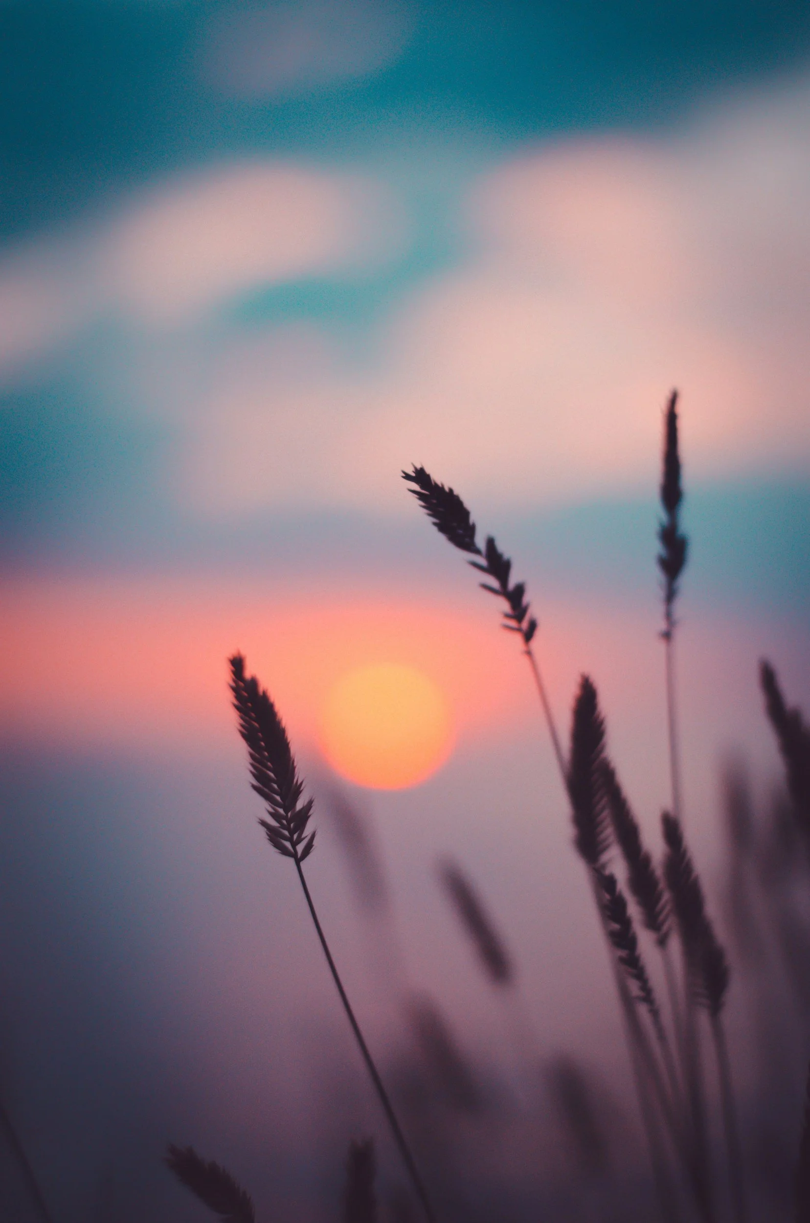 Silhouettes of tall grass stalks against a blurred sunset or sunrise sky with pink, orange, and blue hues.
