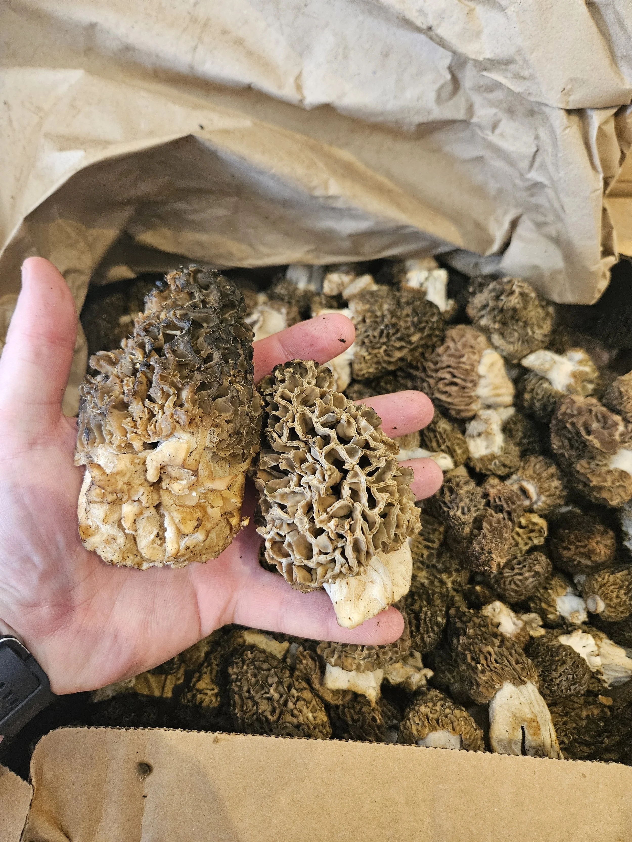 Morel mushrooms