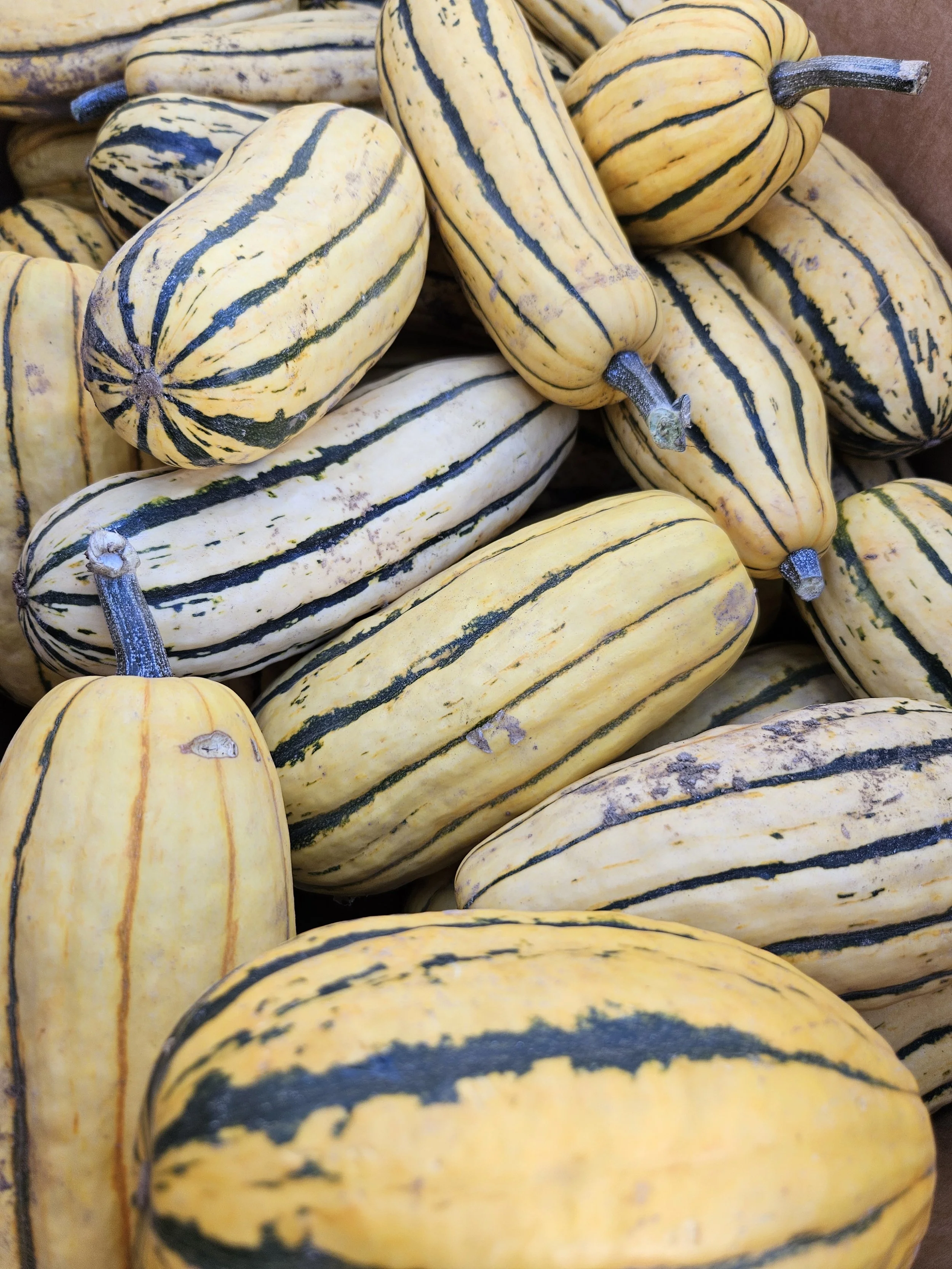 Local delicata squash