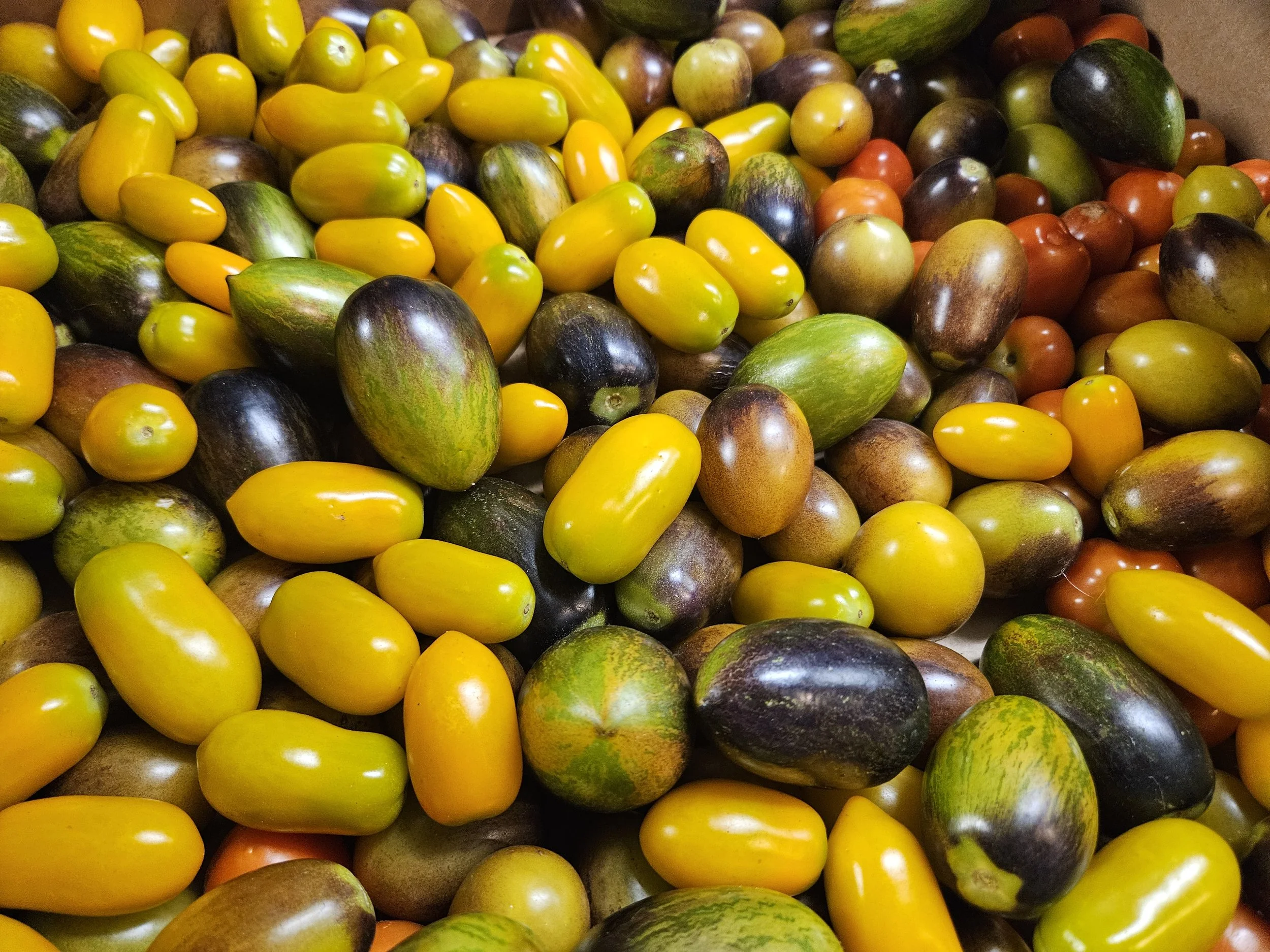 Local heirloom tomatoes