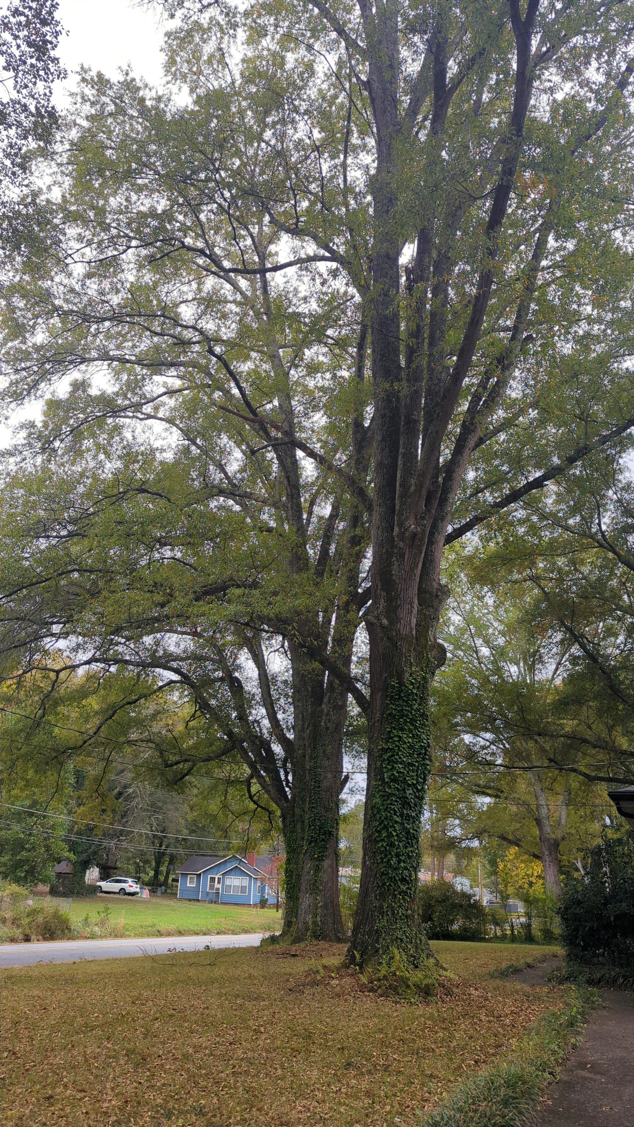 Tall tree with green leaves in a grassy area, houses and a street in the background.