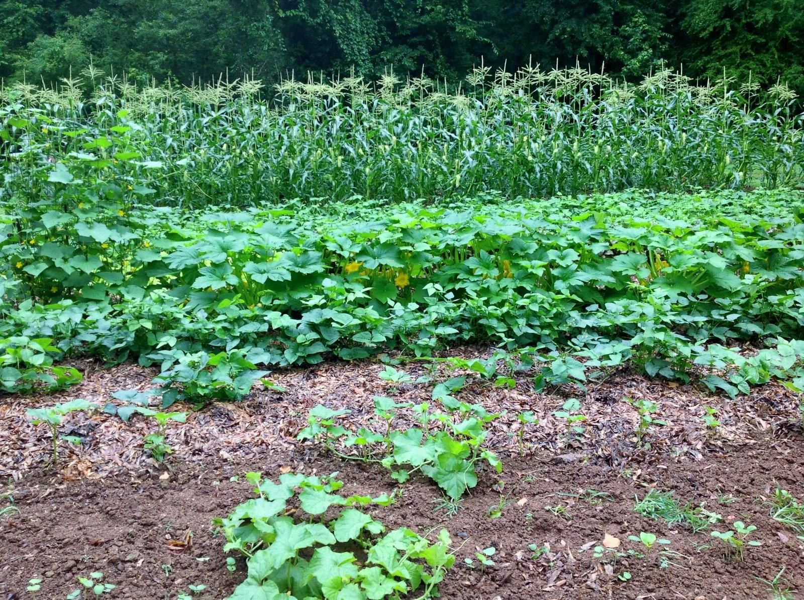 A patch of farmland with corn growing in the background and squash growing in the front, with trees and woods in the distance.