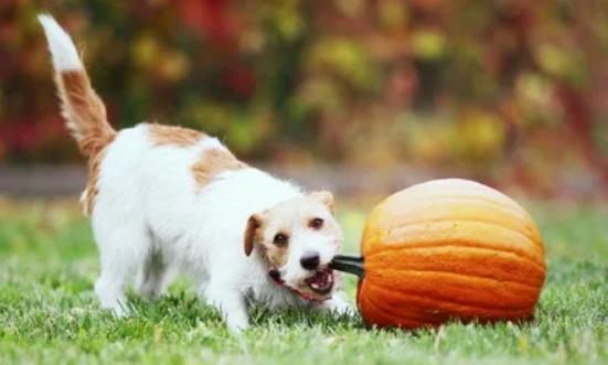 Pumpkin Carving