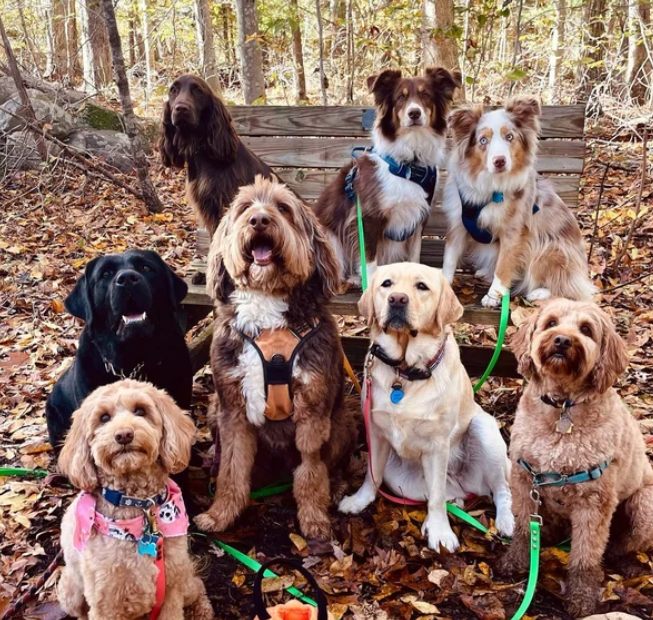 The Great Turkey Hunt