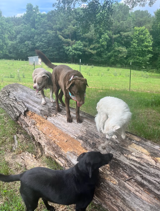12. dogs on a log .png