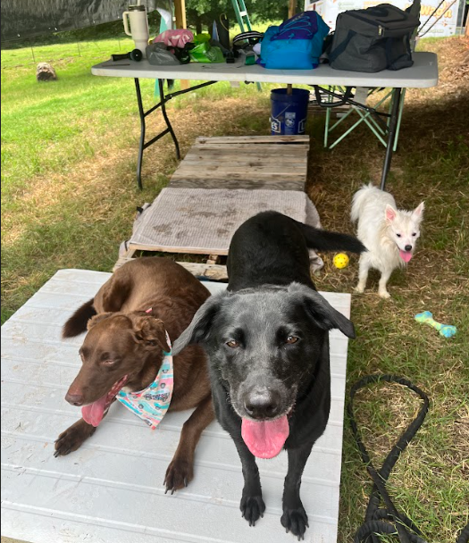 all the dogs relaxing.png