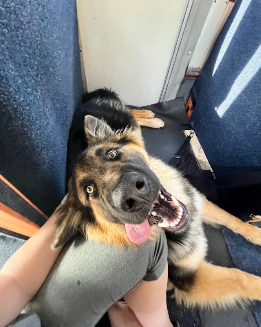 8. Murphy on the bus .png