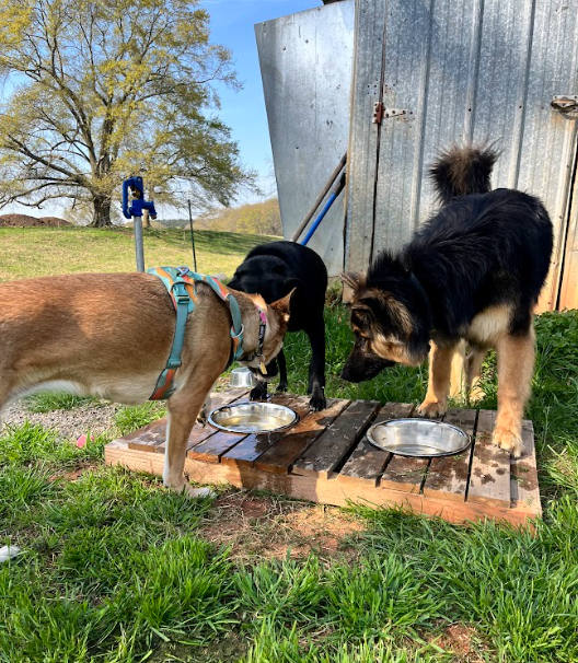 9. Water bowl friends .png