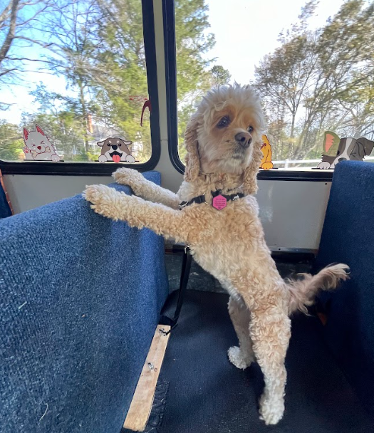 7. Hazel on the bus.png