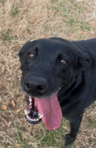 5. Coosa looking at the camera.png