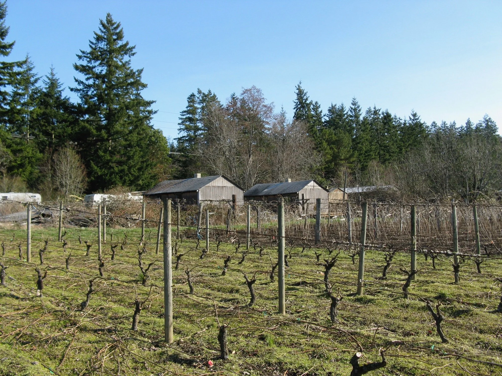 Vineyard with rows of pruned grapevines, wooden posts, and wires in the foreground, with a small shed and tall evergreen trees beyond, under a clear blue sky.