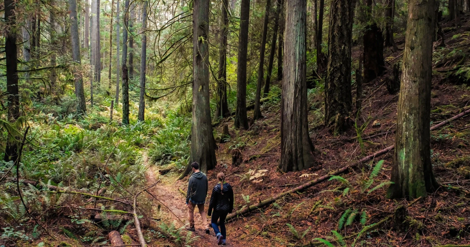 People hiking in a lush, green forest with tall trees and dense vegetation.