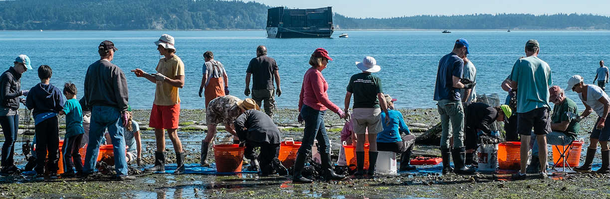 People participating in a shoreline activity, collecting shells or aquatic specimens near the water's edge with seawater, on a sunny day with a boat in the distance.