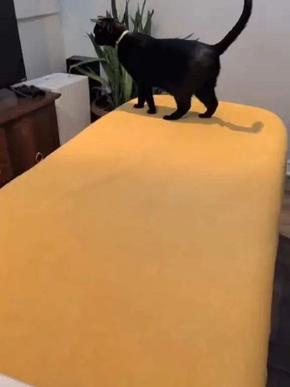 Test&eacute; et approuv&eacute; par un expert en relaxation 🐈
✔️ D&eacute;tente
✔️ Rel&acirc;chement des tensions
✔️ Moment pour soi
Massage a domicile soyez assur&eacute;s pas de chat dans mes draps d'habitude 😏
Il reste quelques disponibilit&eacu