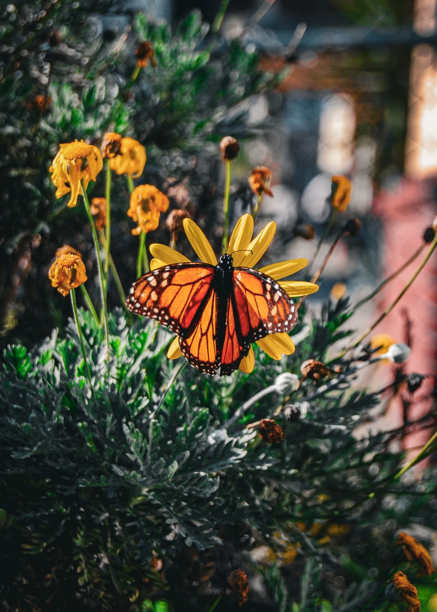 John Kim, Butterfly Wings, Area 6.jpg