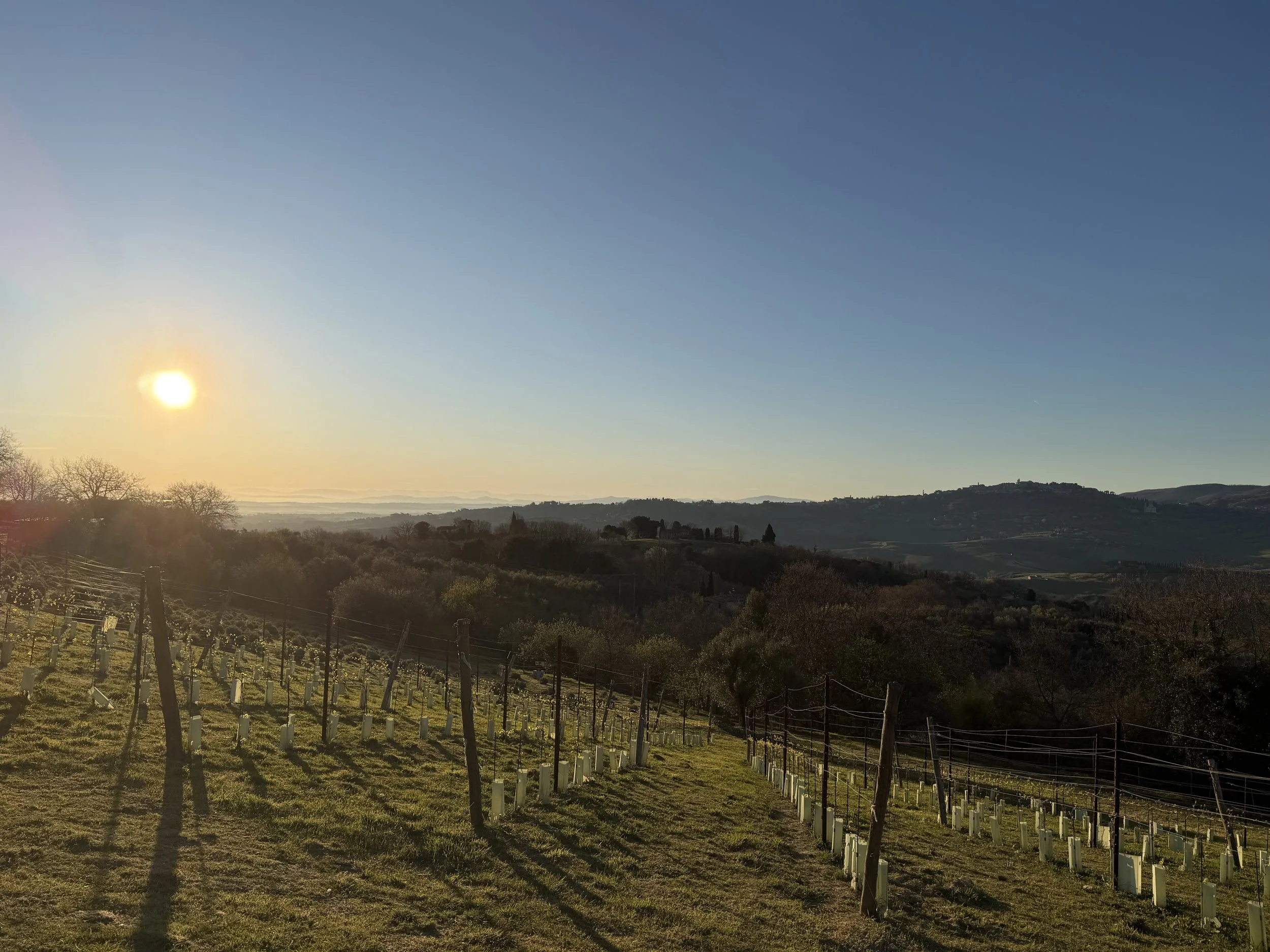 Hilly Tuscan landscape with a vineyard in the foreground, trees, and rolling hills under a clear sky with the sun rising over the horizon.