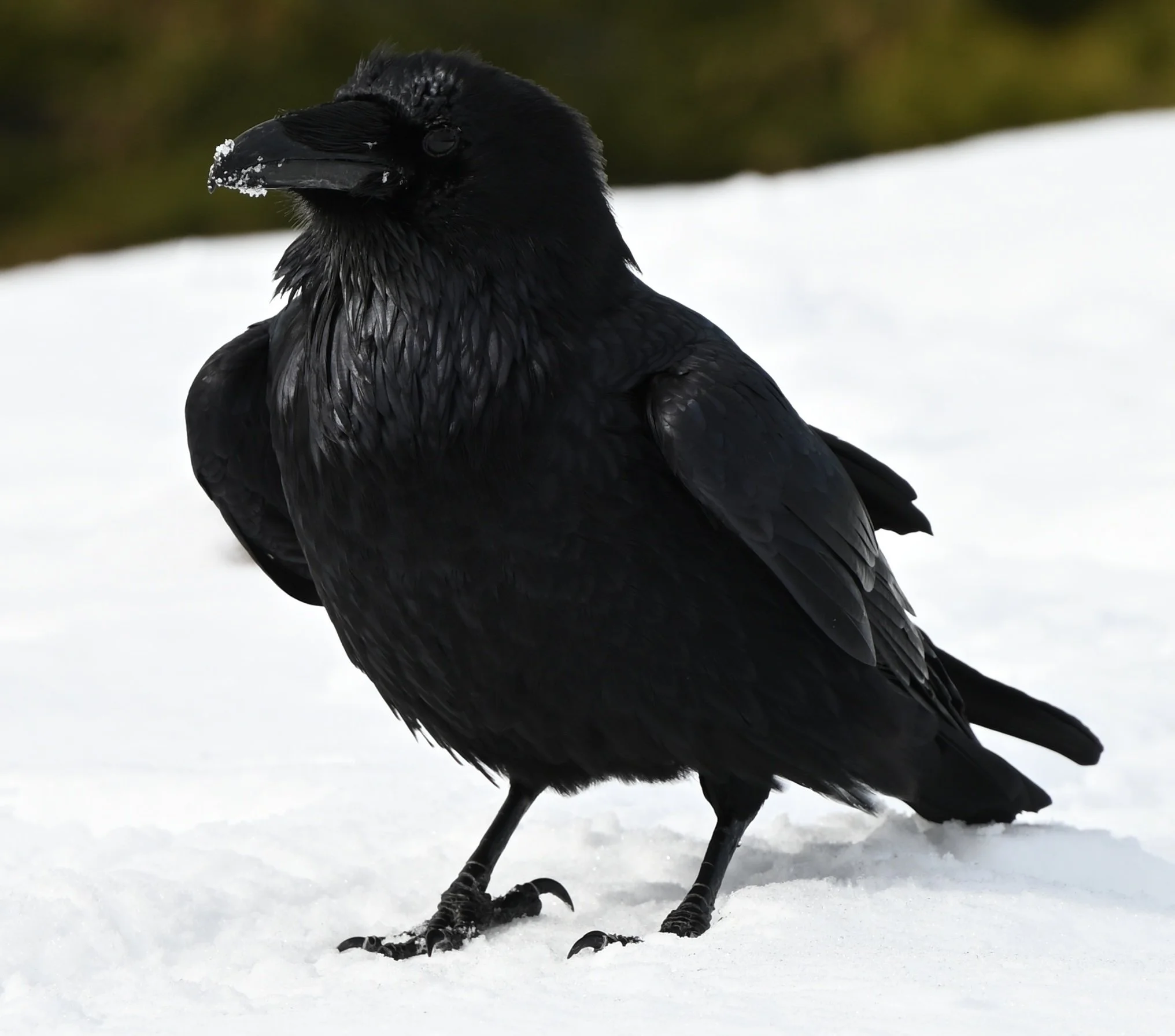 A raven, standing on a snowy peak.