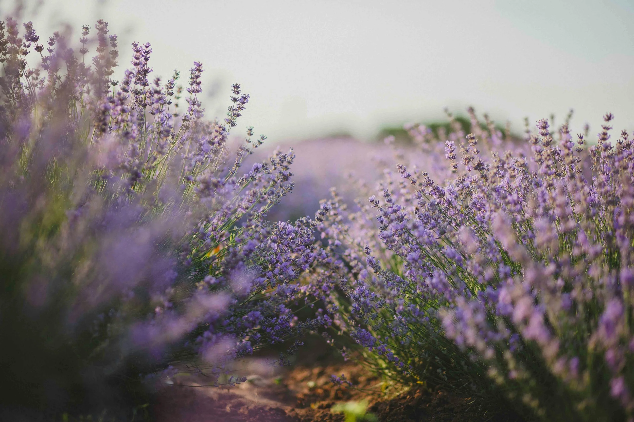 lavendar.jpg