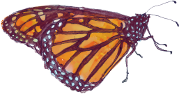 A monarch butterfly with orange and black wings resting on a surface.