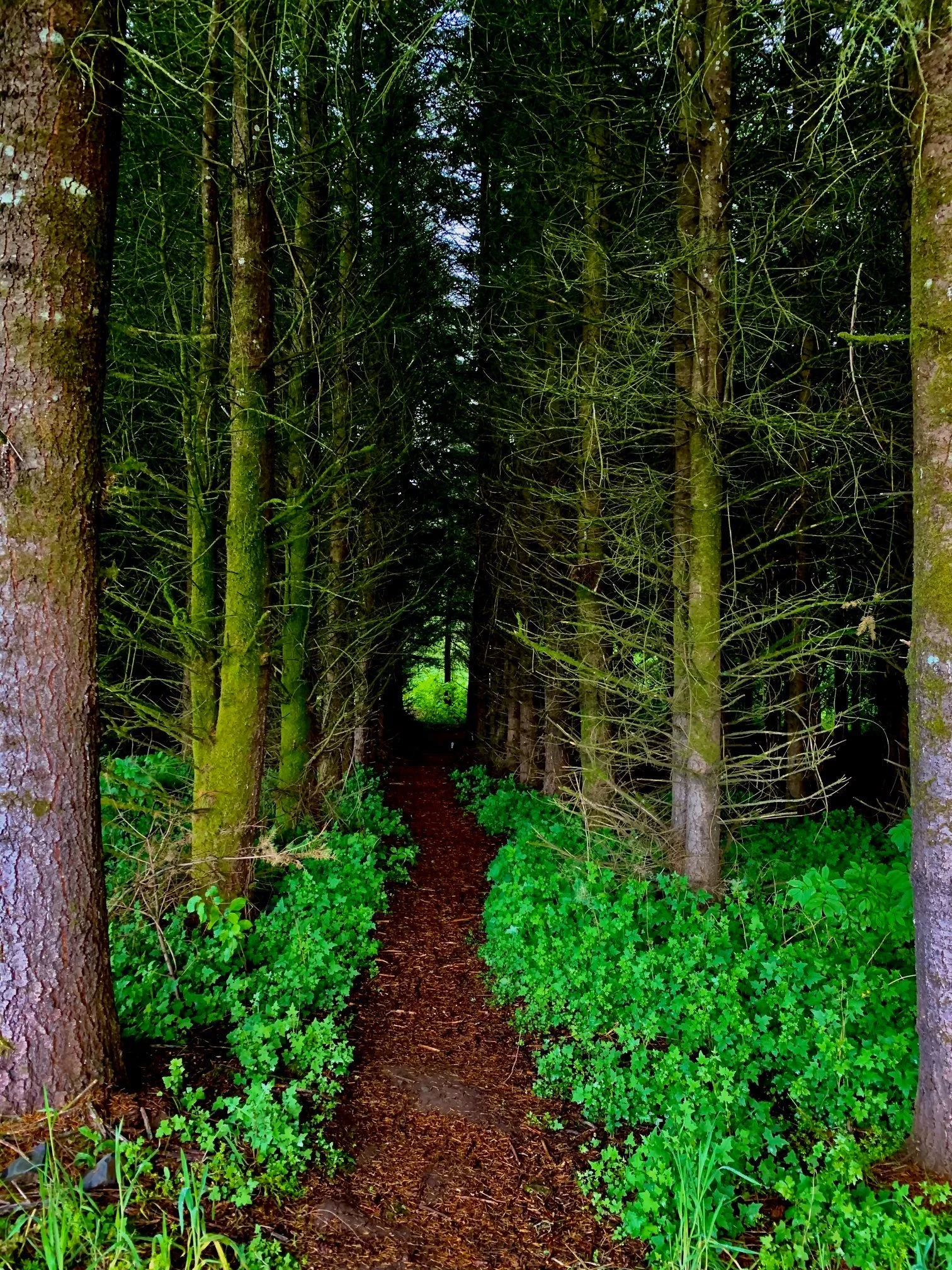 A narrow dirt trail runs through a green forest with tall, moss-covered trees and dense foliage on either side.
