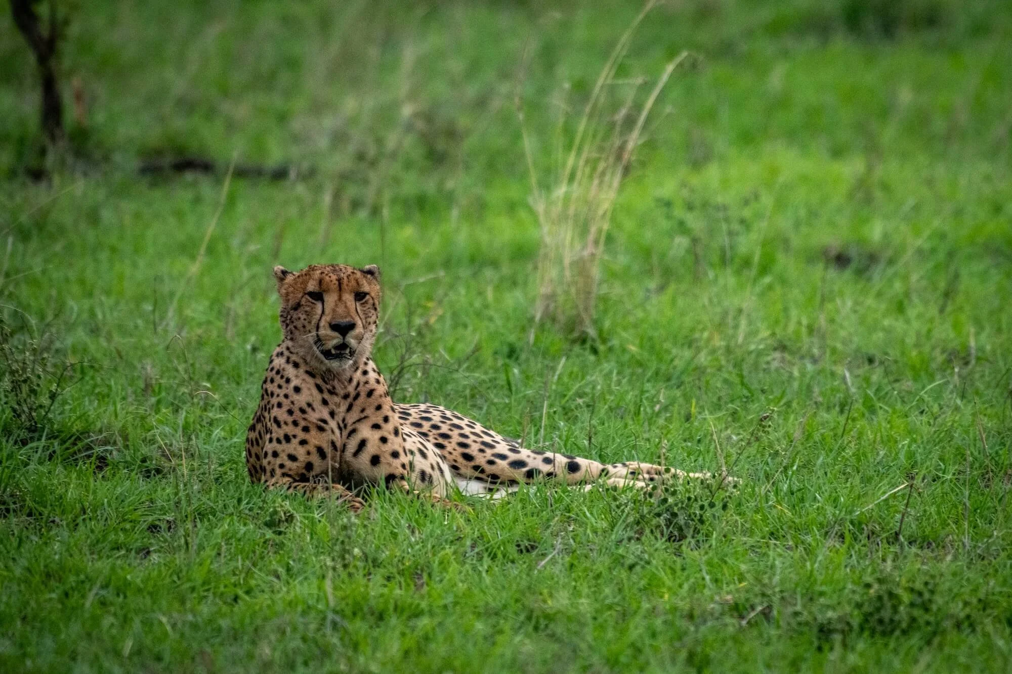 stock travel photo Kruger Park.jpg