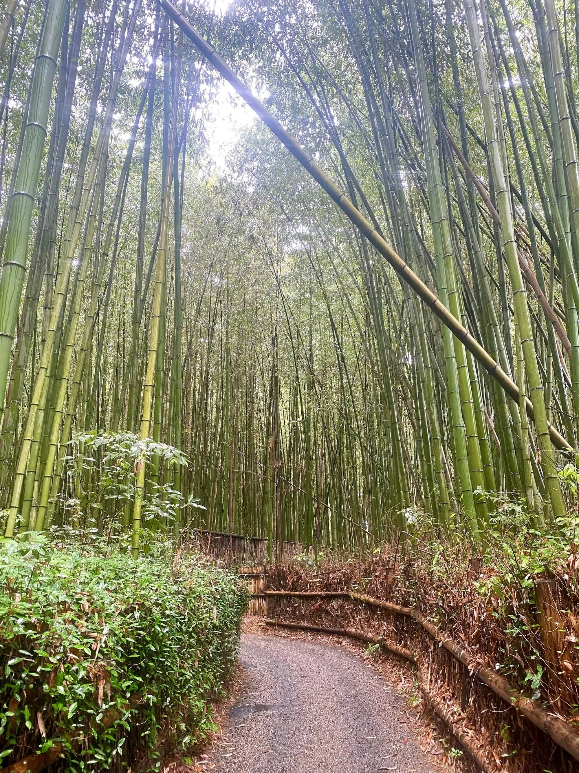 japan bamboo forrest.jpeg
