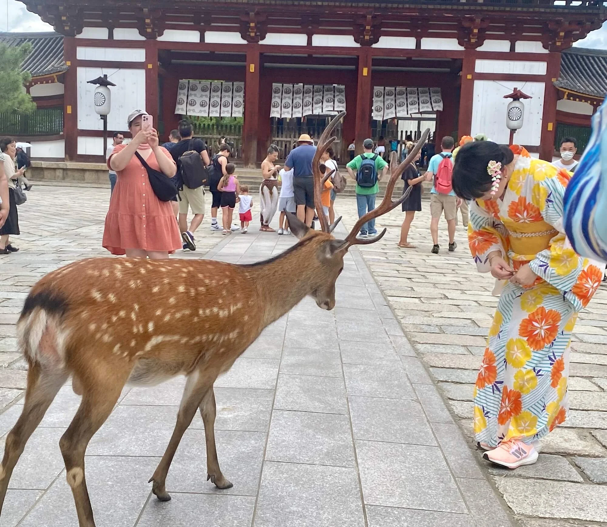 japan deer.jpeg