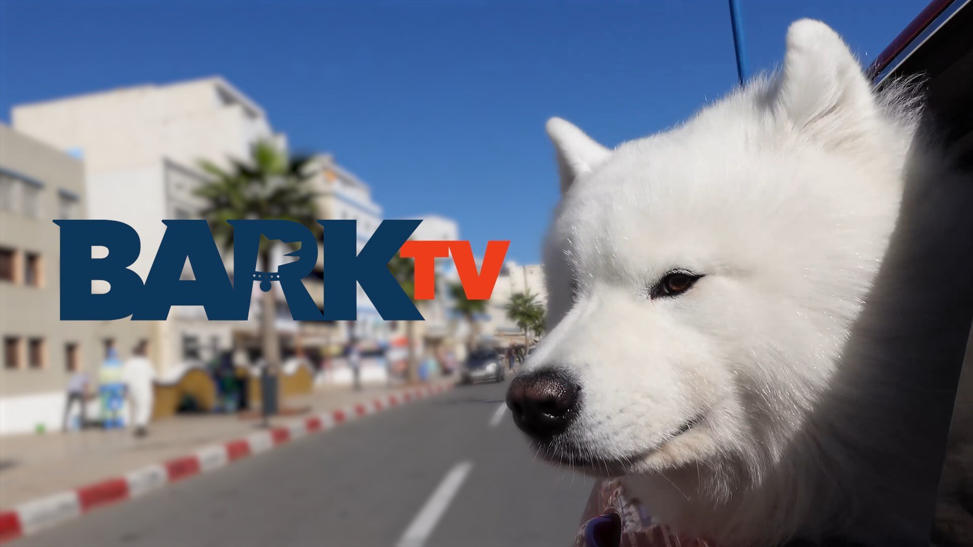 Bark TV Launches National Multiplatform Distribution Network to Reach Dog Lovers Nationwide