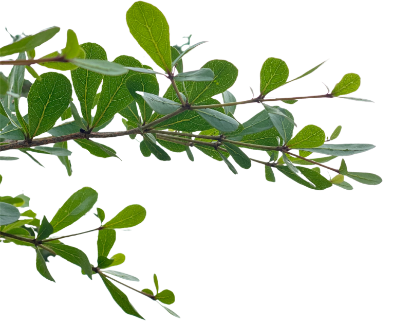 Squarespace design for holistic healers. Close-up of a green leafy plant branch with multiple oval-shaped leaves.