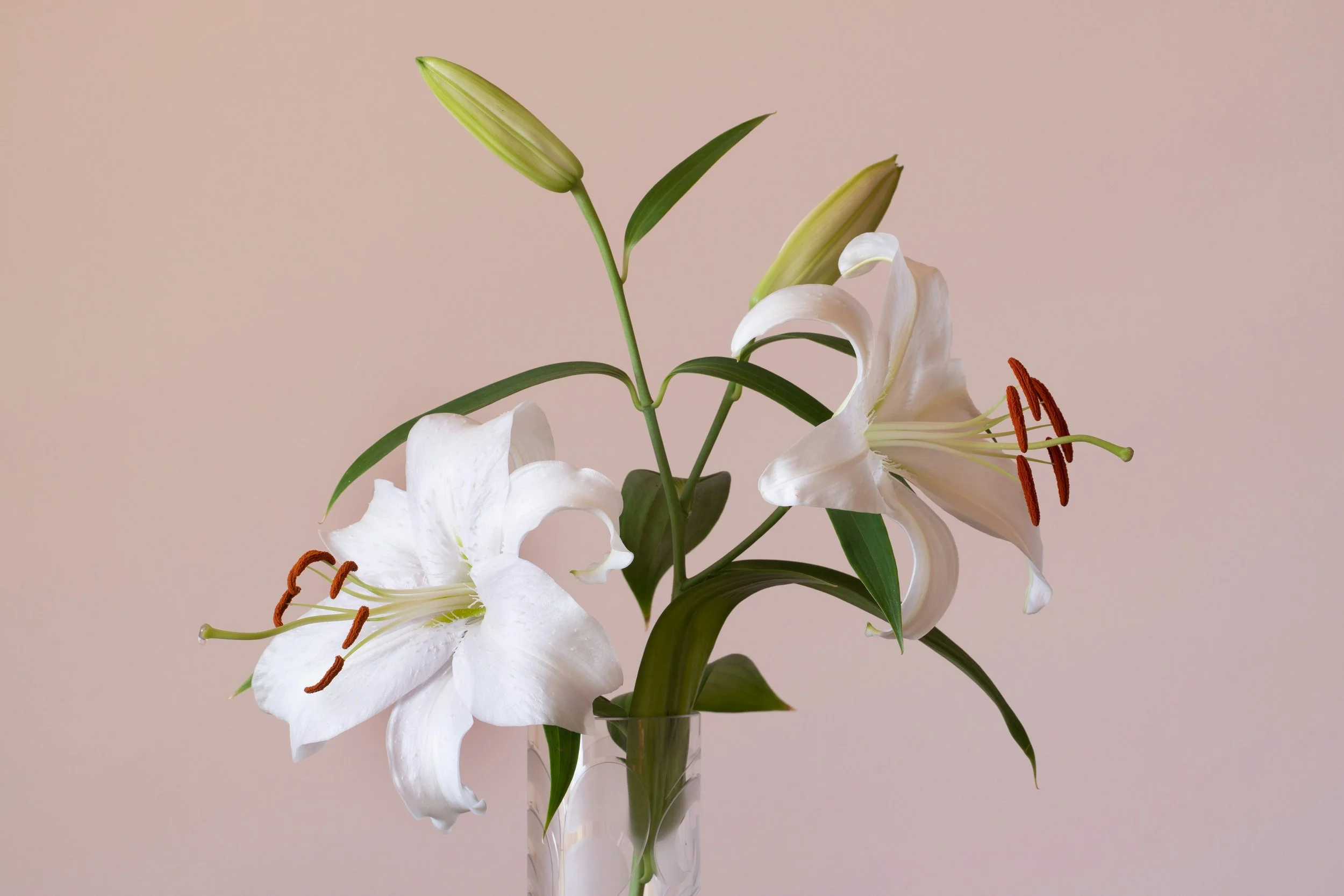 Squarespace design for entrepreneurs. A bouquet of white lilies with green leaves and buds in a clear glass vase set against a plain light pink background.