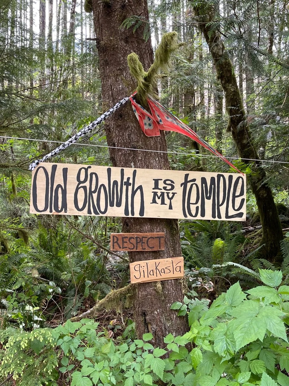 A tree in a forest with a sign that says 'Old growth is my temple,' and smaller signs that say 'Respect' and 'Gilakaslá'. A red and black cloth is tied to the tree branch.
