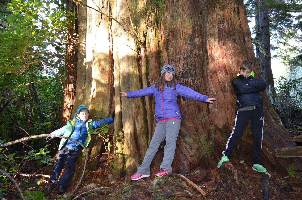Three children are in a forest, standing next to a massive tree trunk. The girl in the middle is wearing a purple jacket, grey pants, pink shoes, and a grey beanie, and she is touching the tree. The boy on the right is wearing a black jacket, black pants, and green shoes, with arms crossed. The boy on the left is wearing a blue jacket, black pants, a blue and green backpack, and a striped beanie, holding a stick.