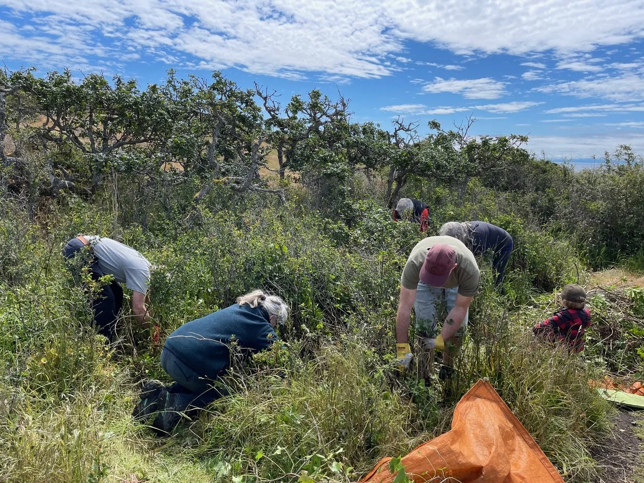 Group of people planting or clearing weeds in a grassy outdoor area with trees under a partly cloudy sky.