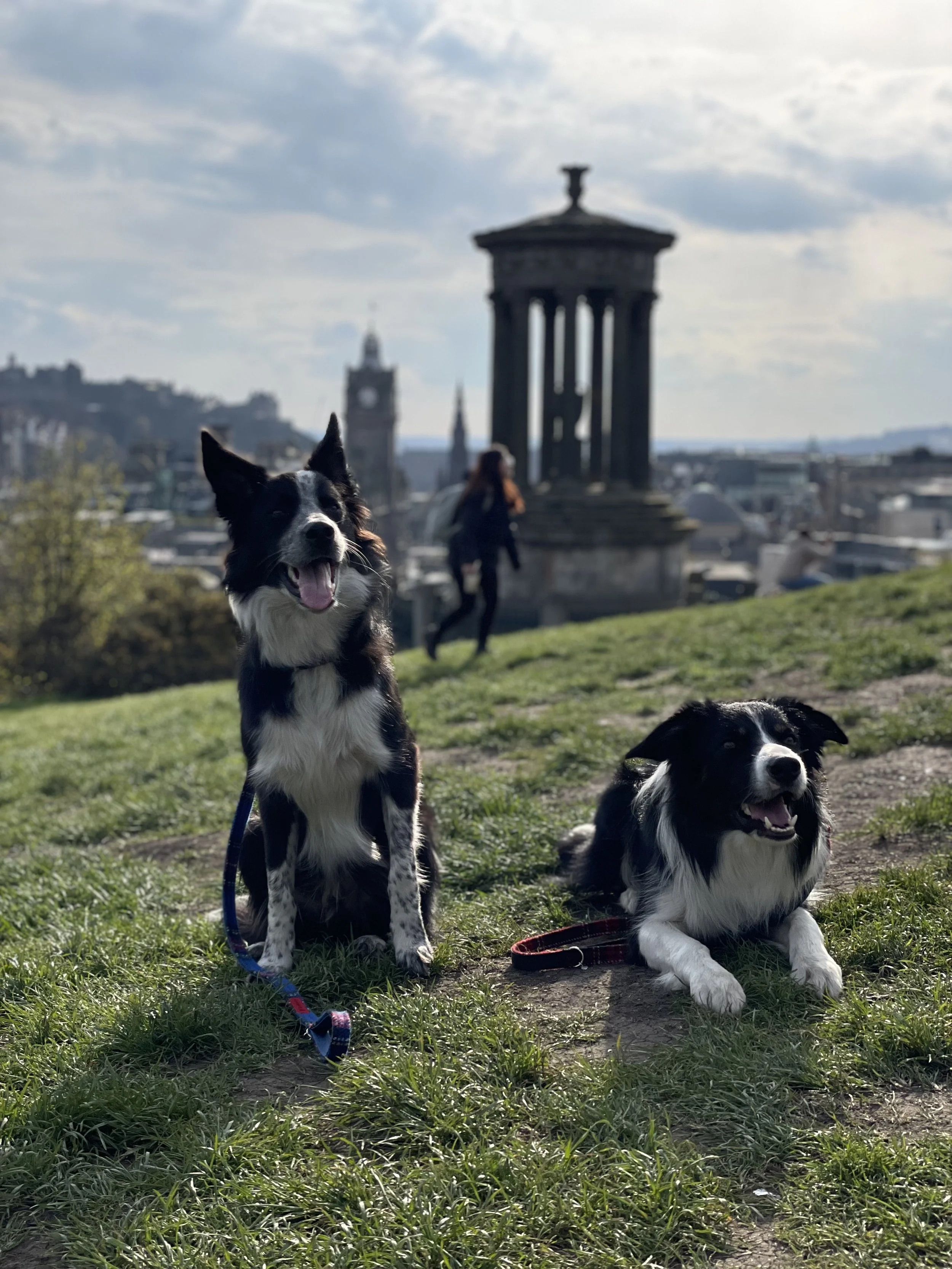 Two Border Collies sitting on grass in a park with a historical monument and cityscape in the background.