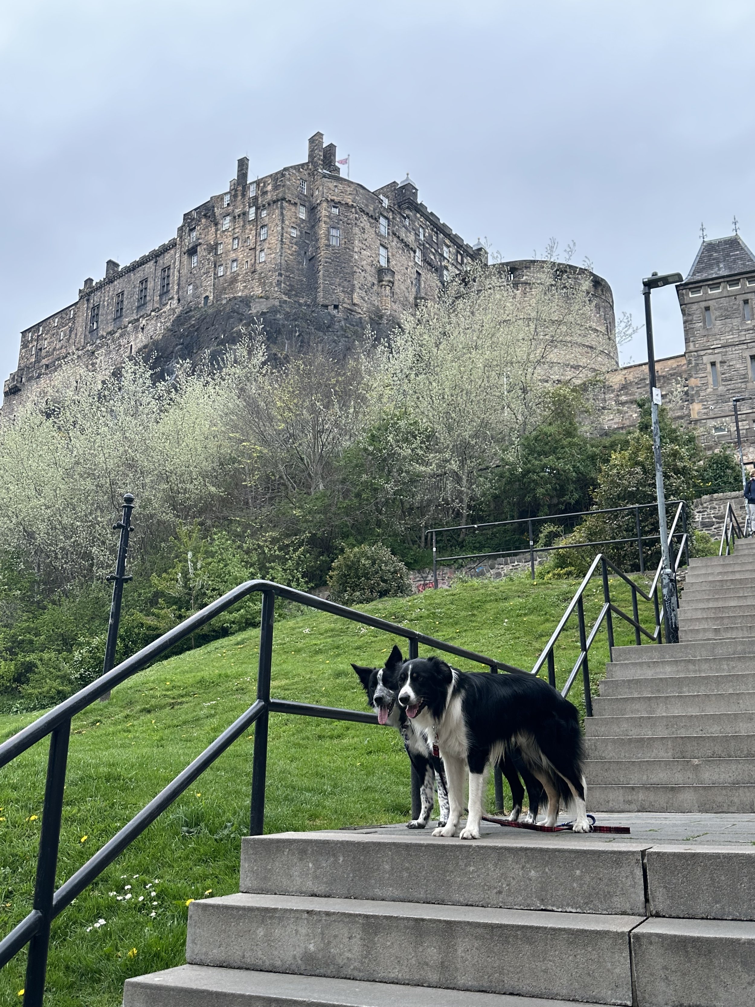 Two Border Collies standing on steps of a park, with a historic castle on a hill in the background and a cloudy sky.