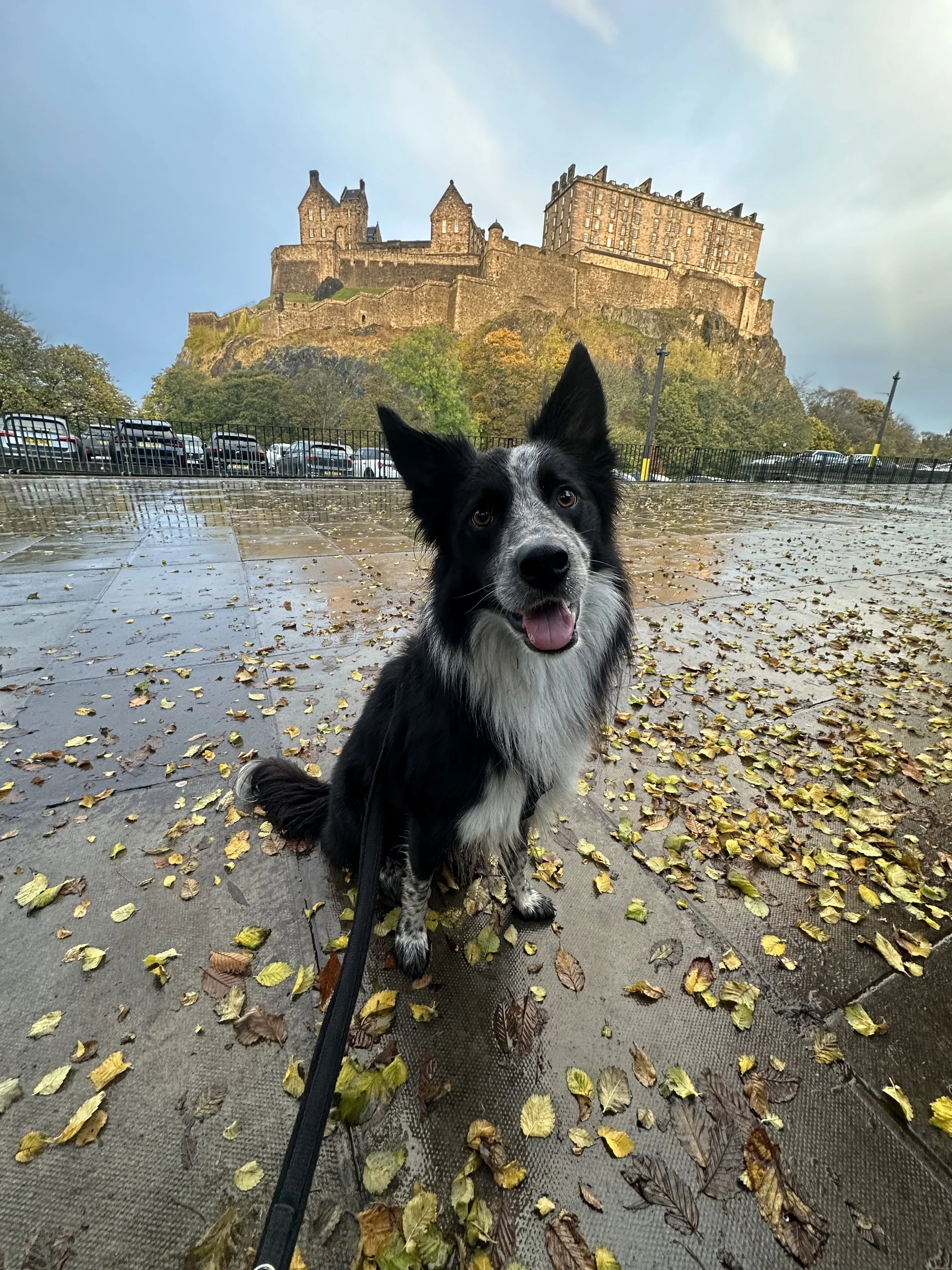 A black and white Border Collie sitting on a wet pavement covered with fallen and wet autumn leaves, with Edinburgh Castle in the background under a cloudy sky.