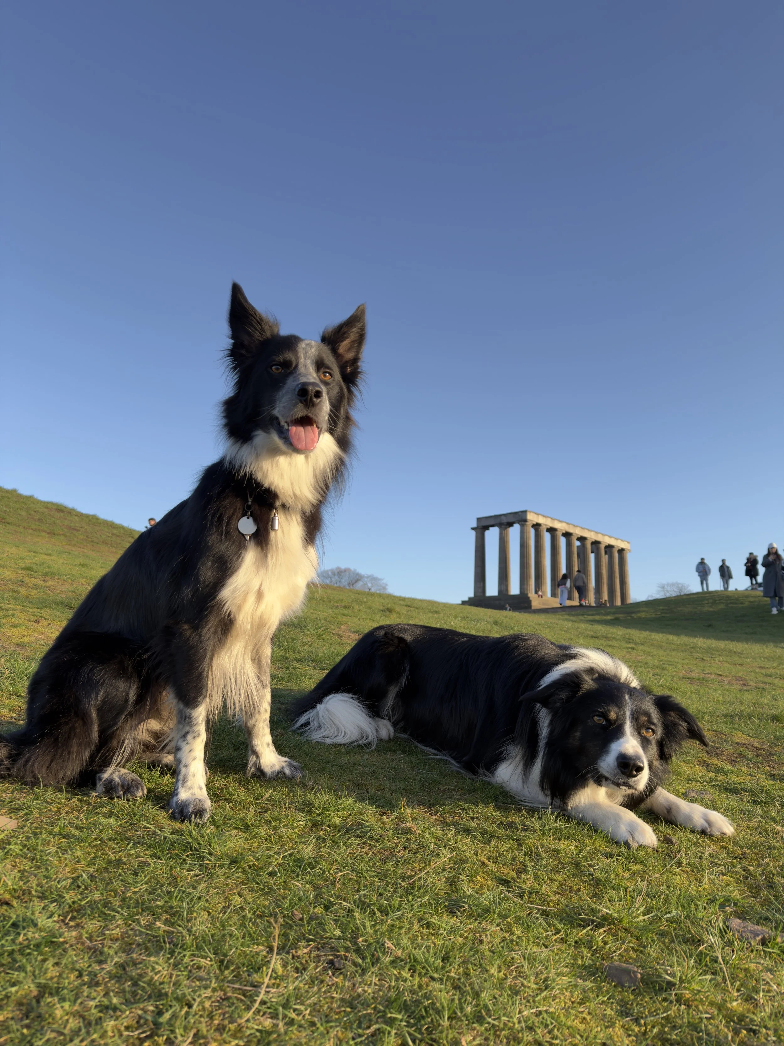 Two Border Collies lying on grass near the Parthenon ruins during daytime, with a clear blue sky and people in the background.