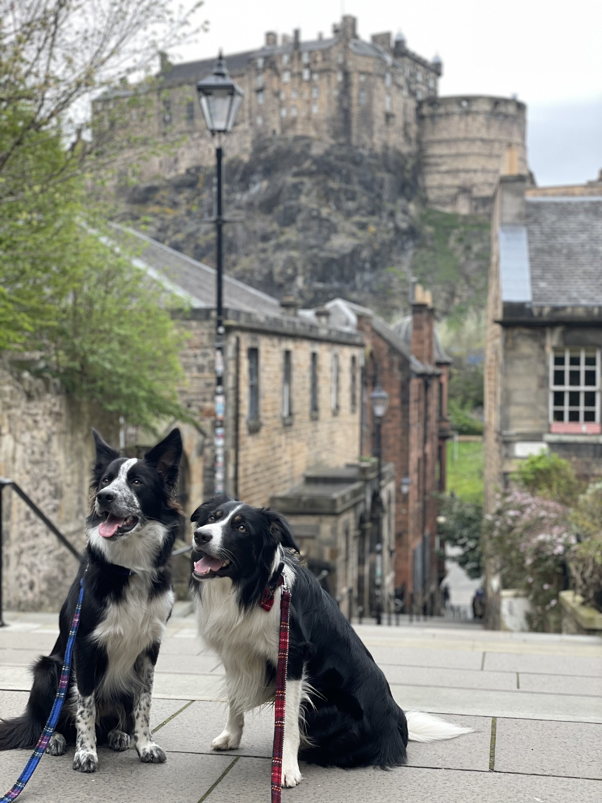 Two Border Collies dogs sitting on a paved street in front of historic buildings and a castle, with trees and street lamps in the background.