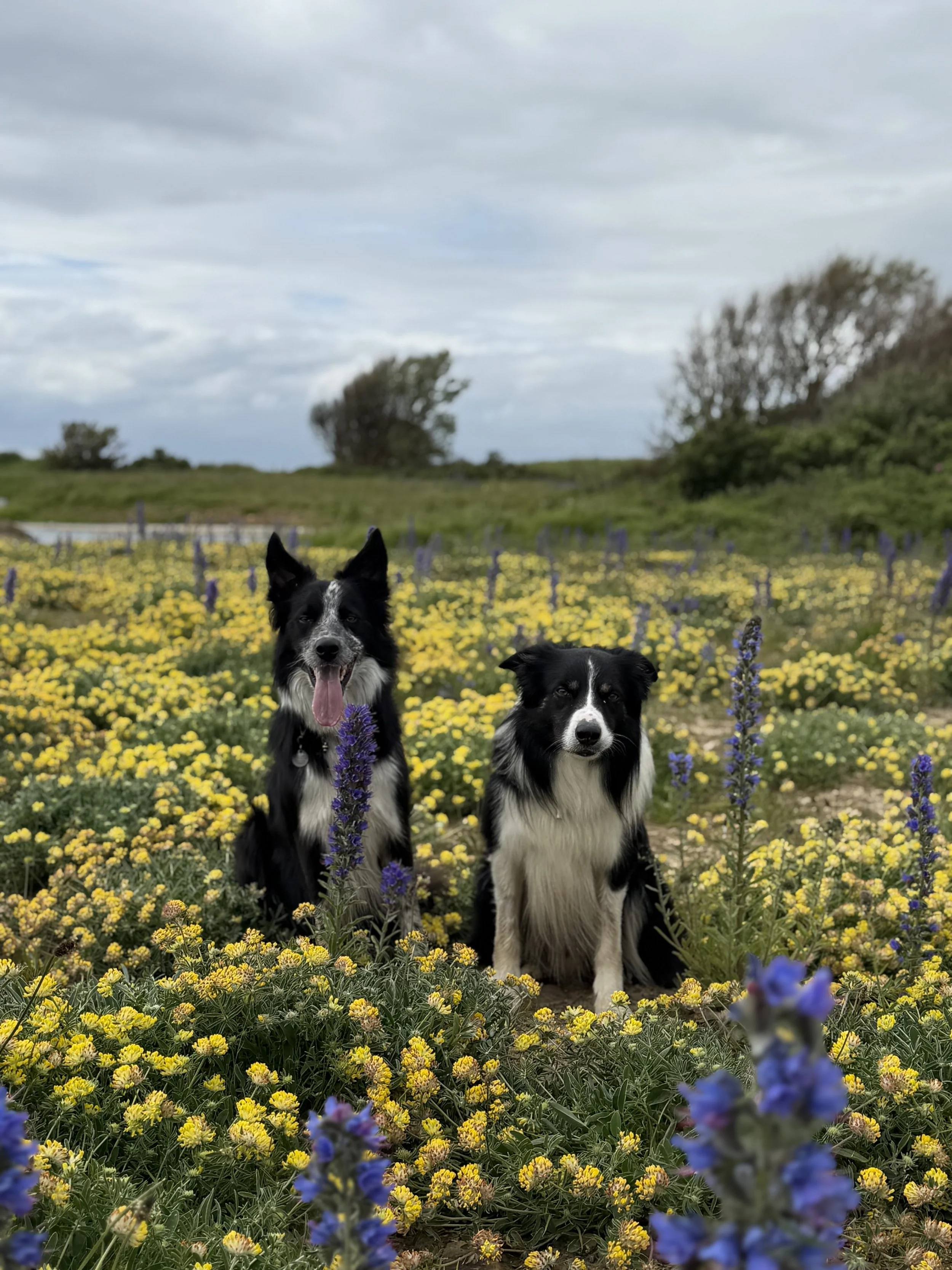 Two black and white Border Collie dogs sitting in a field of yellow and purple flowers under a cloudy sky.