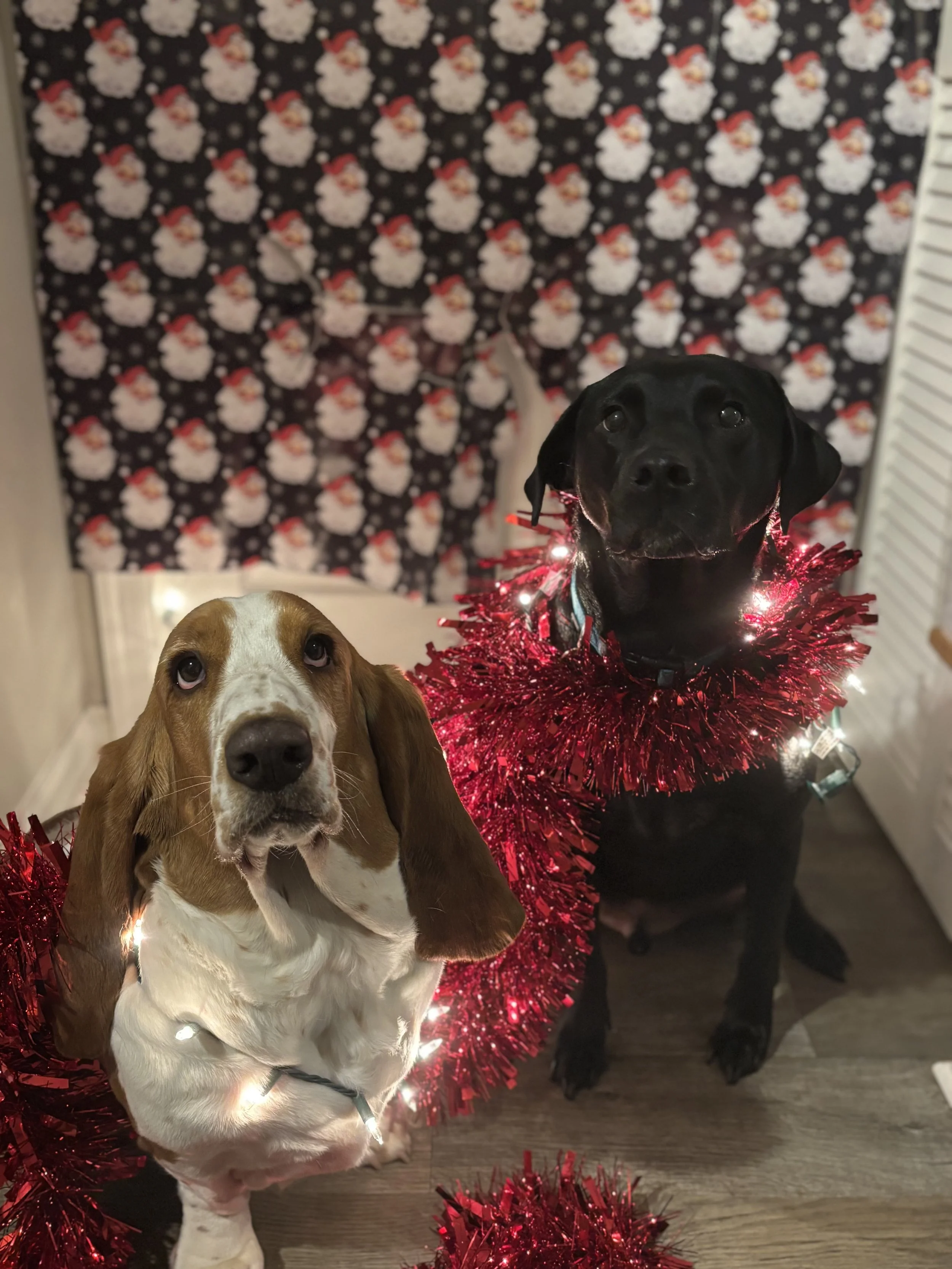 Two dogs, one brown and white Basset Hound and one black Labrador Retriever, dressed with Christmas decorations. The Labrador is wearing a red tinsel garland around its neck. The background features a festive curtain with Santa Claus patterns and white snowflakes.